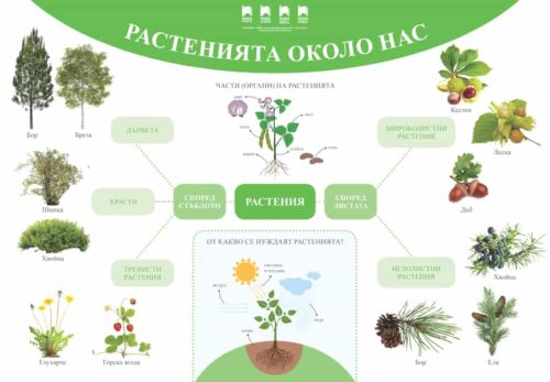 Растенията около нас. Табло по околен свят за 1. клас