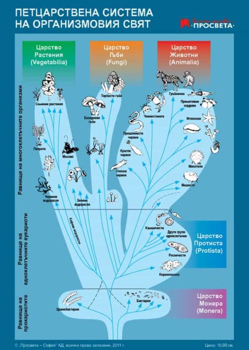 Табло „Петцарствена система на организмовия свят” и „Сравнение между растителна и животинска клетка”