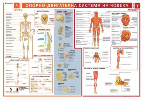 Учебно табло „Опорно-двигателна система на човека“